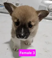 Trinity, a female Pembroke Welsh Corgi for sale in Torrington, WY – Photo 4 of 6