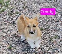 Trinity, a female Pembroke Welsh Corgi for sale in Torrington, WY – Photo 1 of 6