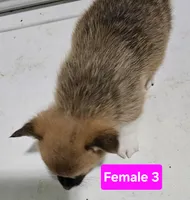 Trinity, a female Pembroke Welsh Corgi for sale in Torrington, WY – Photo 6 of 6