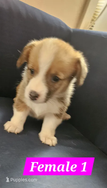 Luna – Pembroke Welsh Corgi puppy on hold in Torrington, WY
