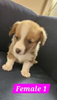 Luna, a female Pembroke Welsh Corgi for sale in Torrington, WY – 1 of 3