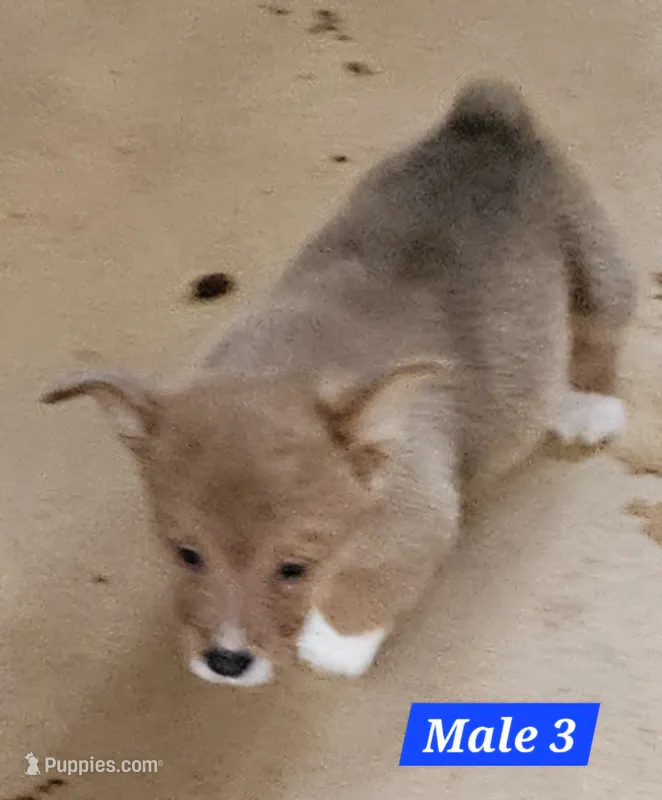 Scout  – Pembroke Welsh Corgi puppy for sale in Torrington, WY