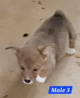 Scout , a male Pembroke Welsh Corgi for sale in Torrington, WY – 1 of 3