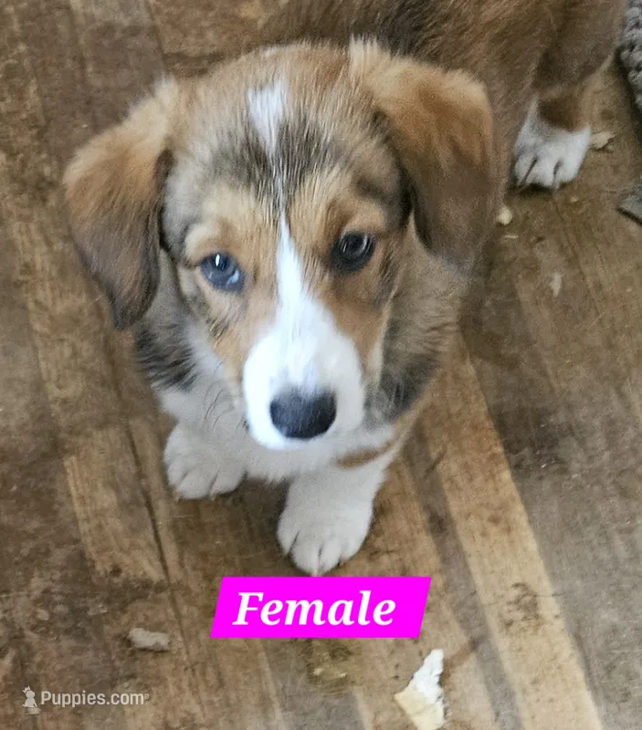 Mable – Cardigan Welsh Corgi, Pembroke Welsh Corgi puppy for sale in Torrington, WY