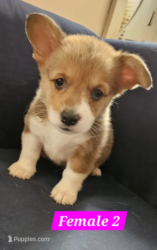 Lucy – Pembroke Welsh Corgi puppy on hold in Torrington, WY