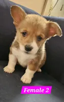 Lucy, a female Pembroke Welsh Corgi for sale in Torrington, WY – 1 of 3