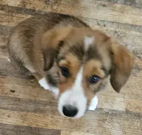 Mable, a female Cardigan Welsh Corgi and Pembroke Welsh Corgi for sale in Torrington, WY – 4 of 6