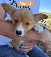 Billy , a male Pembroke Welsh Corgi for sale in Torrington, WY – 2 of 3
