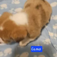 Camo, a male Cardigan Welsh Corgi and Pembroke Welsh Corgi for sale in Torrington, WY – Photo 7 of 8