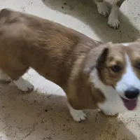 Camo, a male Cardigan Welsh Corgi and Pembroke Welsh Corgi for sale in Torrington, WY – Photo 4 of 8