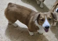 Camo, a male Cardigan Welsh Corgi and Pembroke Welsh Corgi for sale in Torrington, WY – Photo 4 of 8