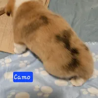 Camo, a male Cardigan Welsh Corgi and Pembroke Welsh Corgi for sale in Torrington, WY – Photo 8 of 8