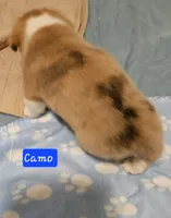 Camo, a male Cardigan Welsh Corgi and Pembroke Welsh Corgi for sale in Torrington, WY – Photo 8 of 8