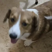 Camo, a male Cardigan Welsh Corgi and Pembroke Welsh Corgi for sale in Torrington, WY – Photo 1 of 8