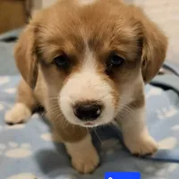 Camo, a male Cardigan Welsh Corgi and Pembroke Welsh Corgi for sale in Torrington, WY – Photo 6 of 8