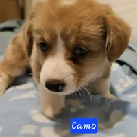 Camo, a male Cardigan Welsh Corgi and Pembroke Welsh Corgi for sale in Torrington, WY – Photo 5 of 8