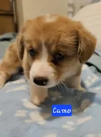 Camo, a male Cardigan Welsh Corgi and Pembroke Welsh Corgi for sale in Torrington, WY – Photo 5 of 8