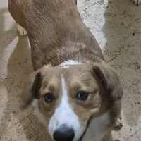 Camo, a male Cardigan Welsh Corgi and Pembroke Welsh Corgi for sale in Torrington, WY – Photo 3 of 8