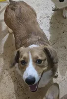 Camo, a male Cardigan Welsh Corgi and Pembroke Welsh Corgi for sale in Torrington, WY – Photo 3 of 8