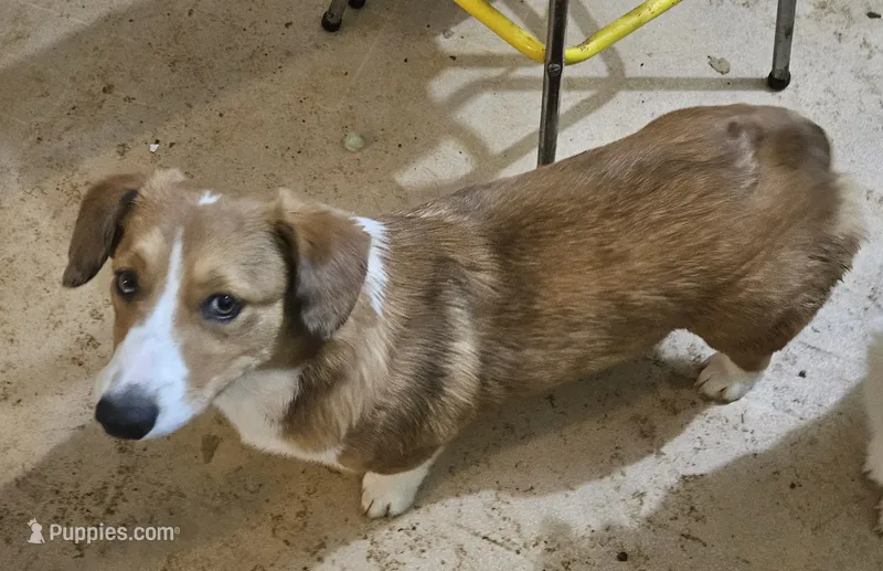 Camo – Cardigan Welsh Corgi, Pembroke Welsh Corgi puppy for sale in Torrington, WY