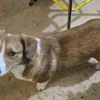 Camo, a male Cardigan Welsh Corgi and Pembroke Welsh Corgi for sale in Torrington, WY – Photo 2 of 8