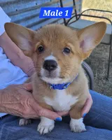 Scout , a male Pembroke Welsh Corgi for sale in Torrington, WY – 3 of 4