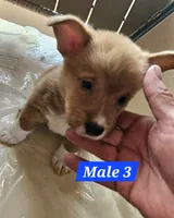 Scout , a male Pembroke Welsh Corgi for sale in Torrington, WY – 2 of 3