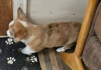 Sierra , a female Cardigan Welsh Corgi and Pembroke Welsh Corgi for sale in Torrington, WY – 6 of 8