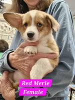 Sierra , a female Cardigan Welsh Corgi and Pembroke Welsh Corgi for sale in Torrington, WY – 3 of 8