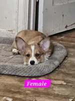 Sierra , a female Cardigan Welsh Corgi and Pembroke Welsh Corgi for sale in Torrington, WY – 4 of 8
