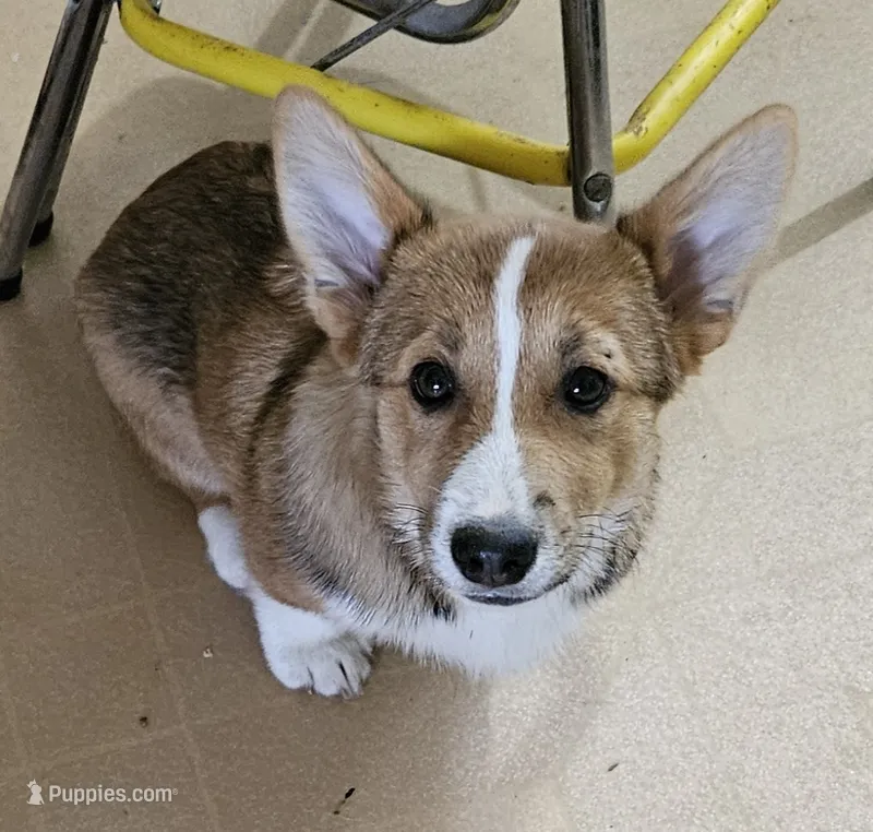 Bailey  – Pembroke Welsh Corgi puppy for sale in Torrington, WY