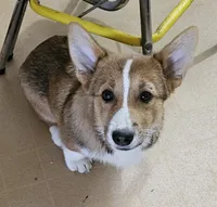 Bailey , a male Pembroke Welsh Corgi for sale in Torrington, WY – 1 of 5