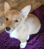 Vixen, a female Pembroke Welsh Corgi for sale in Torrington, WY – Photo 2 of 3
