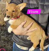 Vixen, a female Pembroke Welsh Corgi for sale in Torrington, WY – Photo 3 of 3