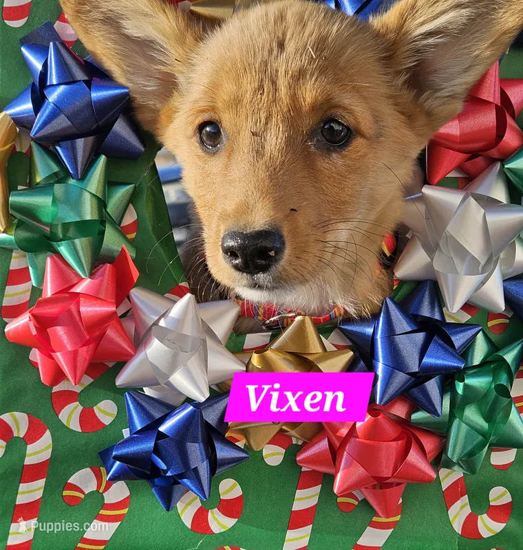 Vixen