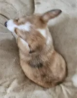 Sierra , a female Cardigan Welsh Corgi and Pembroke Welsh Corgi for sale in Torrington, WY – 5 of 8