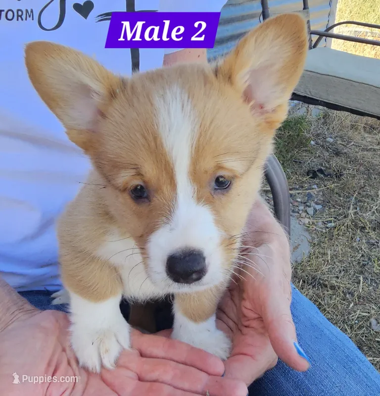 Jasper  – Pembroke Welsh Corgi puppy for sale in Torrington, WY