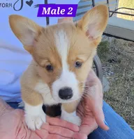 Jasper , a male Pembroke Welsh Corgi for sale in Torrington, WY – 1 of 4