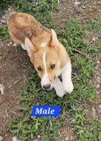 Bailey , a male Pembroke Welsh Corgi for sale in Torrington, WY – 5 of 5