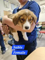 Mable, a female Cardigan Welsh Corgi and Pembroke Welsh Corgi for sale in Torrington, WY – 6 of 6