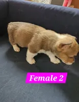 Lucy, a female Pembroke Welsh Corgi for sale in Torrington, WY – 3 of 3