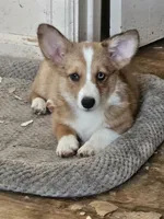 Sierra , a female Cardigan Welsh Corgi and Pembroke Welsh Corgi for sale in Torrington, WY – 2 of 8