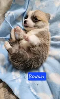 Rowan, a male Pembroke Welsh Corgi for sale in Torrington, WY – Photo 2 of 2
