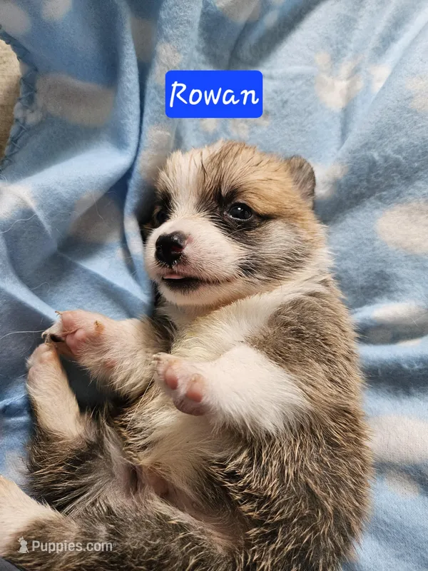 Rowan