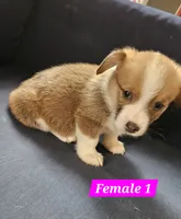 Luna, a female Pembroke Welsh Corgi for sale in Torrington, WY – 2 of 3