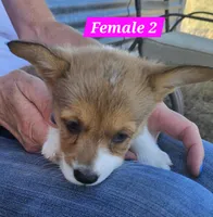 Roxy, a female Pembroke Welsh Corgi for sale in Torrington, WY – 2 of 4