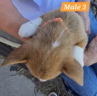 Billy , a male Pembroke Welsh Corgi for sale in Torrington, WY – 3 of 3