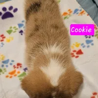 Cookie, a female Cardigan Welsh Corgi and Pembroke Welsh Corgi for sale in Torrington, WY – Photo 3 of 3