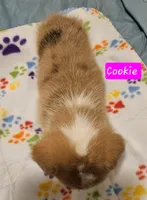 Cookie, a female Cardigan Welsh Corgi and Pembroke Welsh Corgi for sale in Torrington, WY – Photo 3 of 3