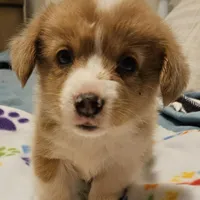 Cookie, a female Cardigan Welsh Corgi and Pembroke Welsh Corgi for sale in Torrington, WY – Photo 1 of 3